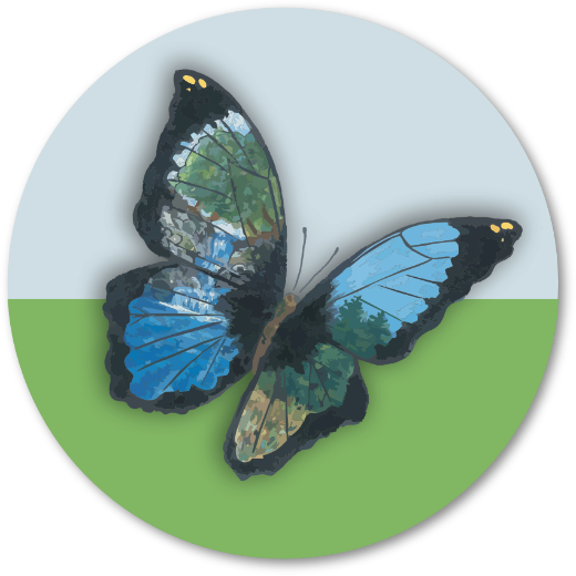 schmetterling